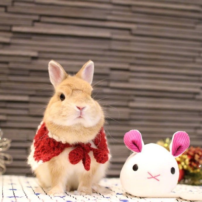 点击大图看下一张：圣诞节了，霓虹国的兔几mitarashi已经换上了美美的圣诞套装 ​​​​