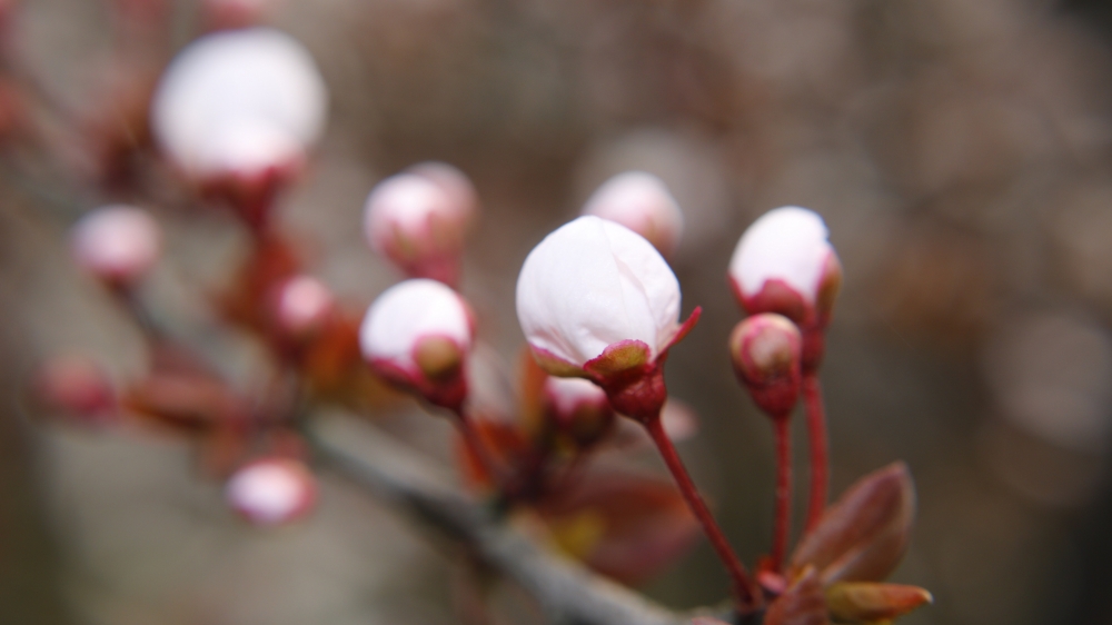 点击大图看下一张：一组清新唯美的白色樱花图片欣赏