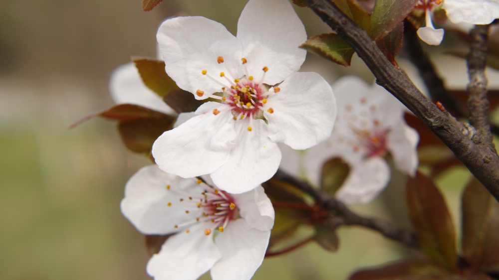 点击大图看下一张：一组清新唯美的白色樱花图片欣赏