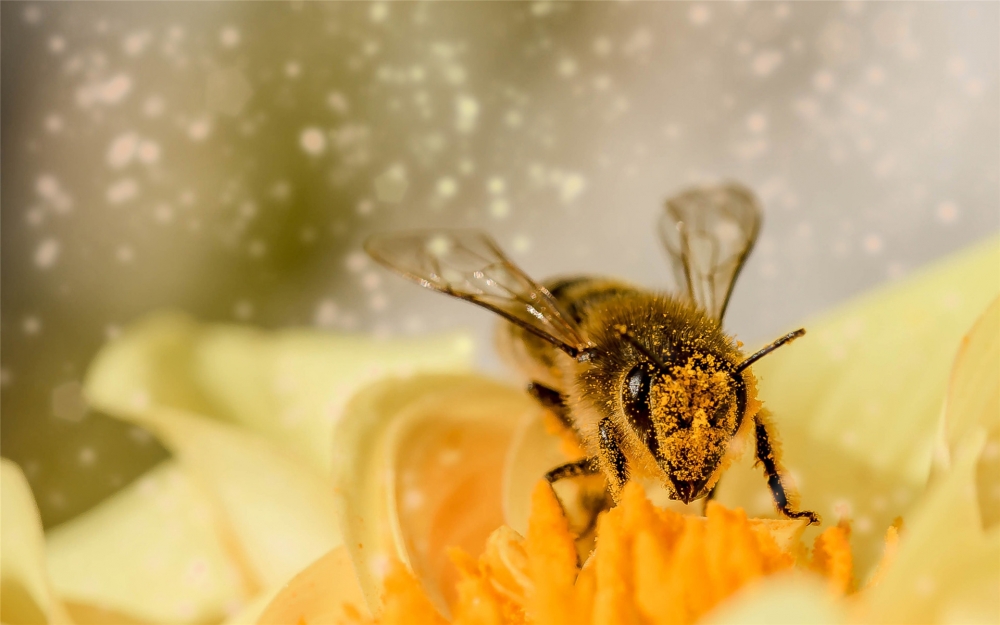 点击大图看下一张：采蜜的蜜蜂唯美高清桌面壁纸