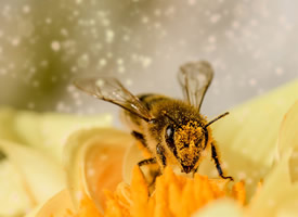 采蜜的蜜蜂唯美高清桌面壁纸