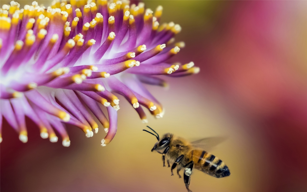 点击大图看下一张：采蜜的蜜蜂唯美高清桌面壁纸