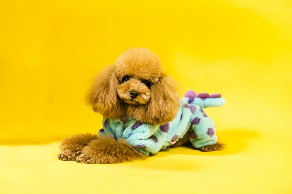 点击大图看下一张：小巧可爱的泰迪狗狗，满脸呆萌的摄影图片
