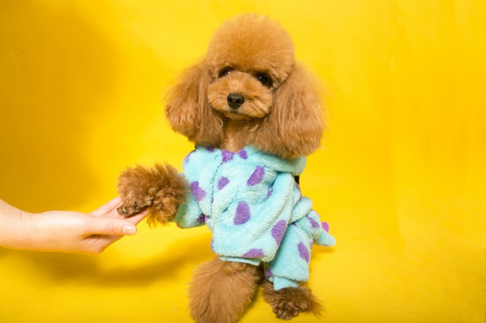 点击大图看下一张：小巧可爱的泰迪狗狗，满脸呆萌的摄影图片