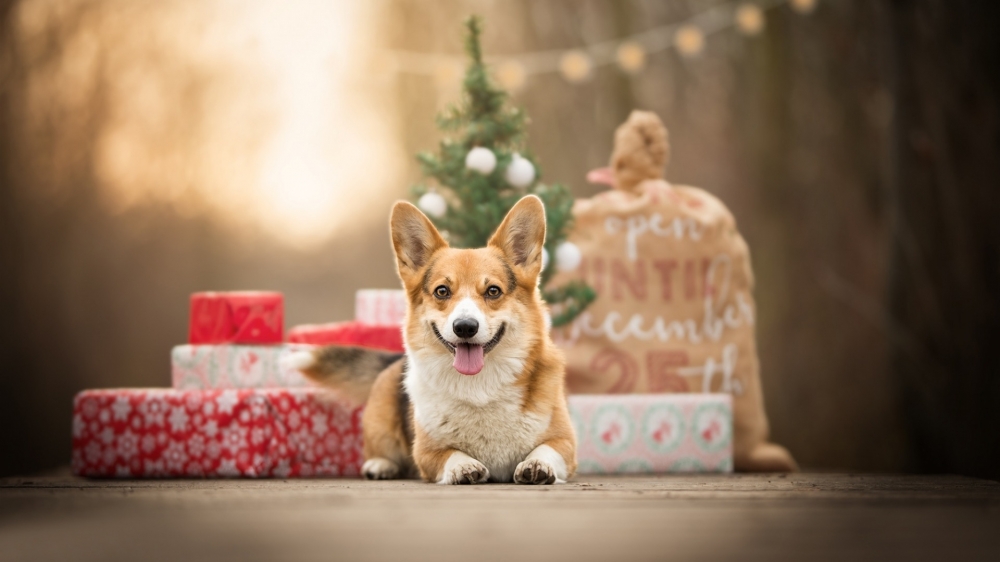 点击大图看下一张：一组可爱威尔士柯基犬图片欣赏