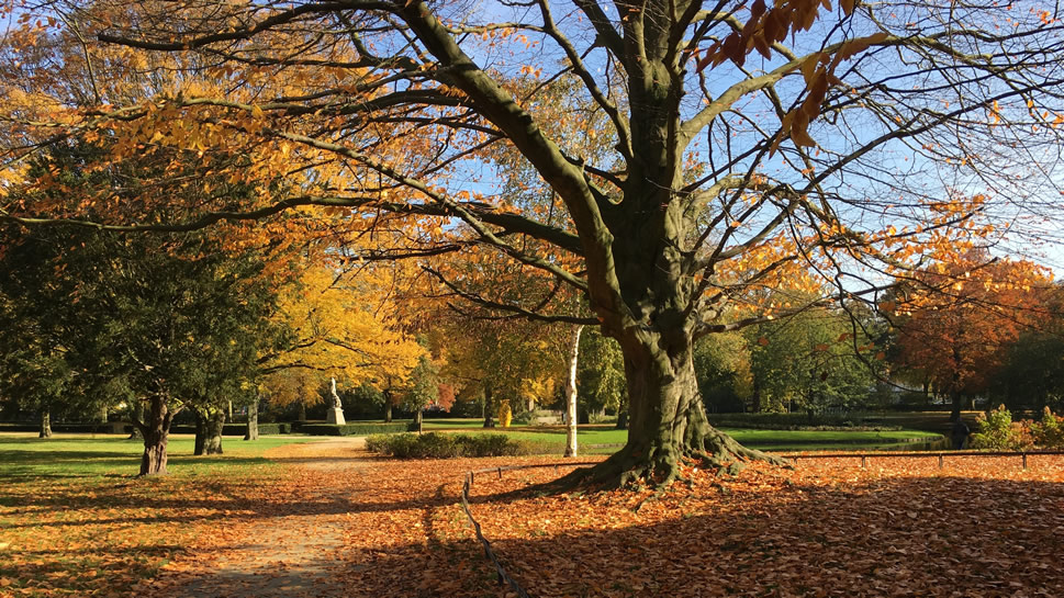 点击大图看下一张：一组秋天遍地金黄的树林风景图片