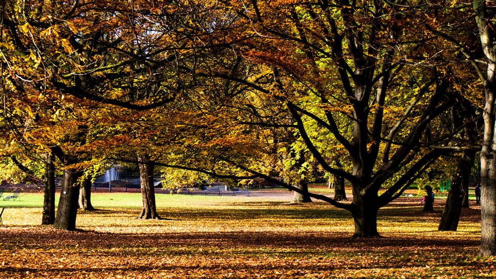点击大图看下一张：一组秋天遍地金黄的树林风景图片