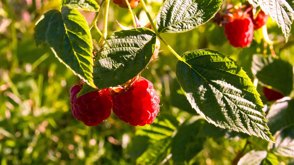 点击大图看下一张：还挂在树上的新鲜树莓图片欣赏