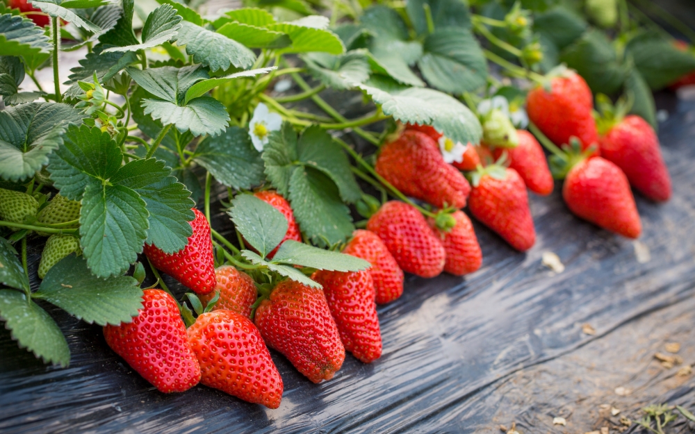 点击大图看下一张：草莓园等待采摘的超新鲜草莓图片