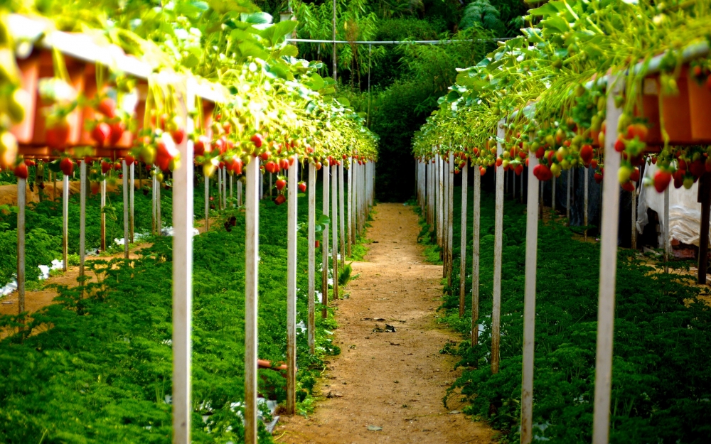 点击大图看下一张：草莓园等待采摘的超新鲜草莓图片