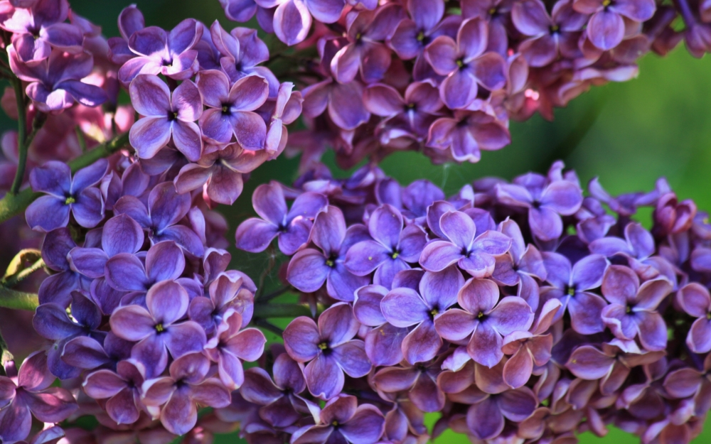 点击大图看下一张：一组紫色浓郁的丁香花图片欣赏