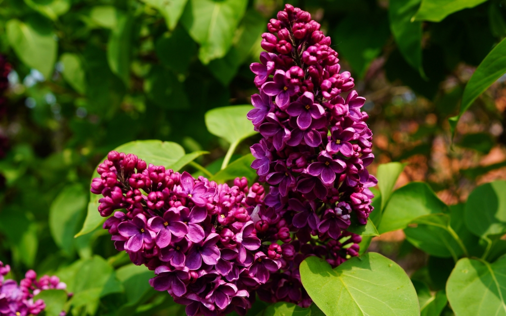 点击大图看下一张：一组紫色浓郁的丁香花图片欣赏