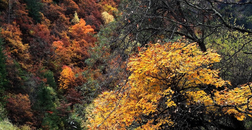 点击大图看下一张：四川阿坝秋季风景图片
