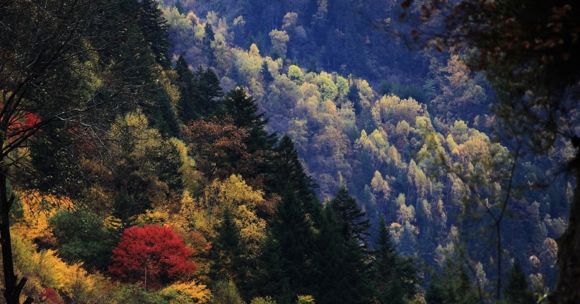 点击大图看下一张：四川阿坝秋季风景图片