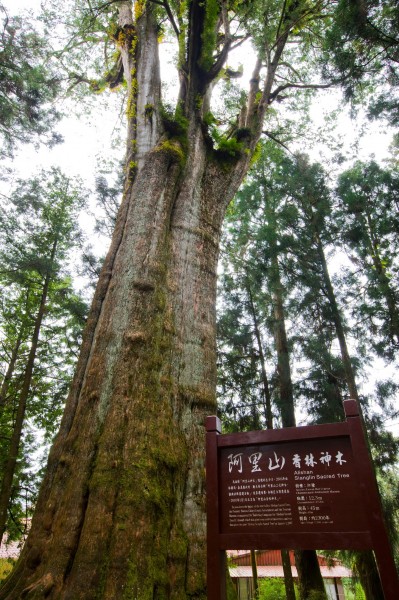 点击大图看下一张：阿里山