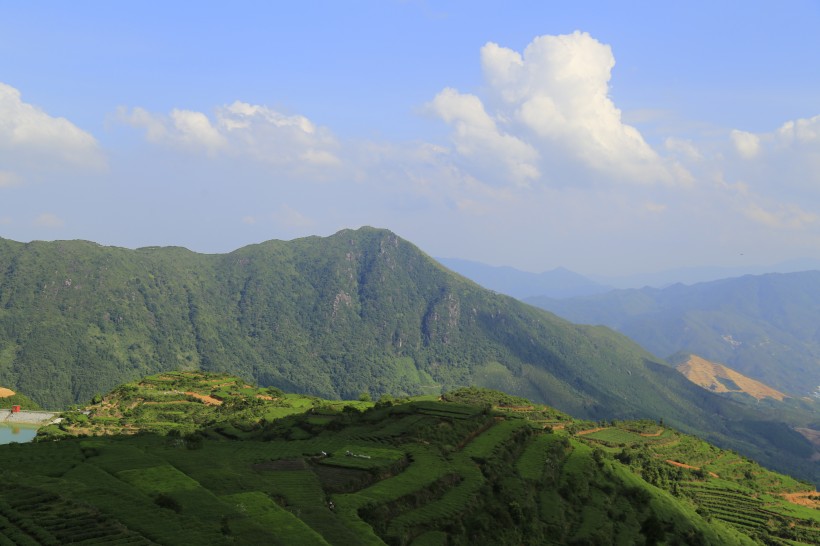 点击大图看下一张：厦门同安白交祠山上的茶园风景图片