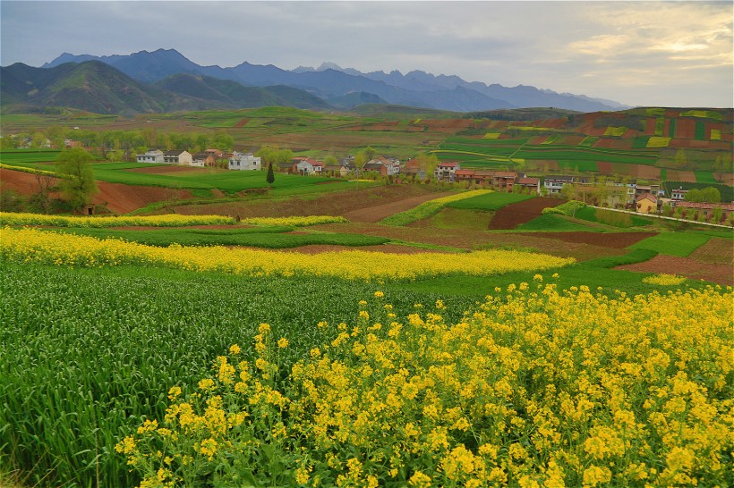 点击大图看下一张：陕西西安鲍旗寨村油菜花风景图片