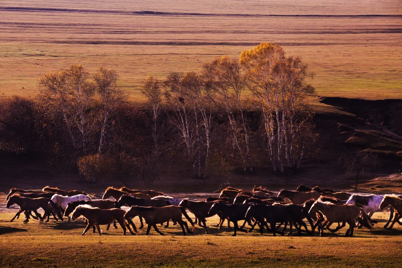 点击大图看下一张：内蒙古坝上秋景图片