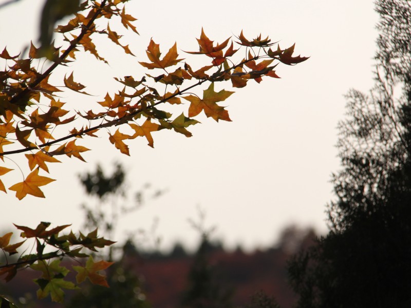 点击大图看下一张：北宫山红叶风景图片