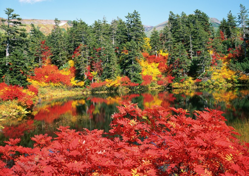 点击大图看下一张：北海道秋季景色图片