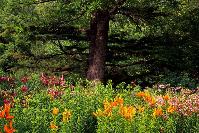 点击大图看下一张：北京植物园风景图片