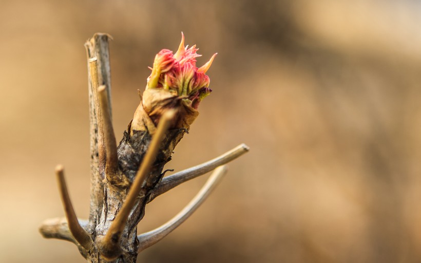 点击大图看下一张:北京植物园风景图片
