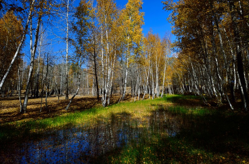 点击大图看下一张：新疆布尔津秋桦风景图片
