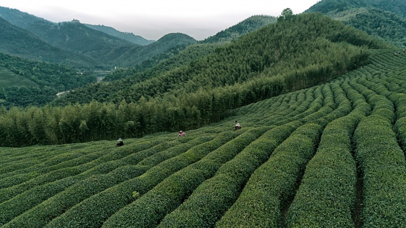 点击大图看下一张：风景优美的茶园图片