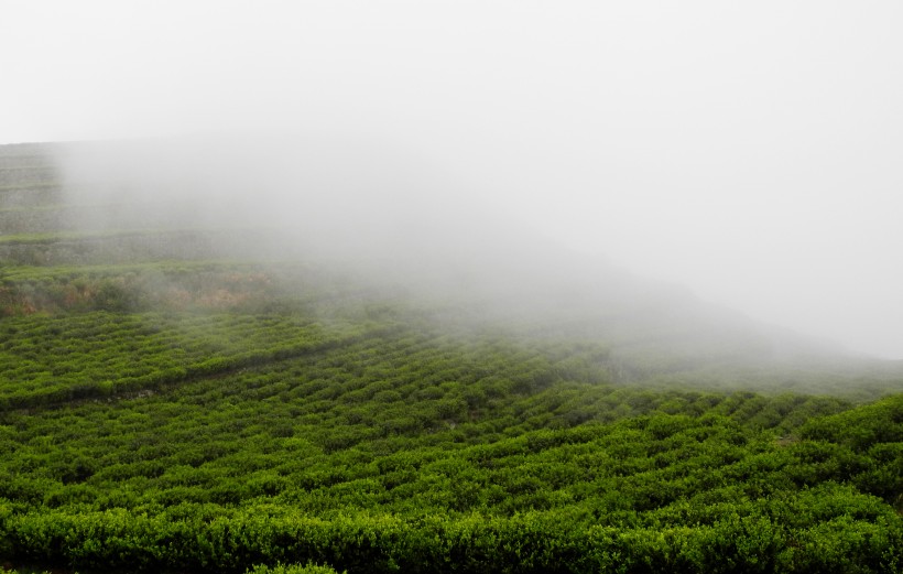 点击大图看下一张：唯美茶园图片