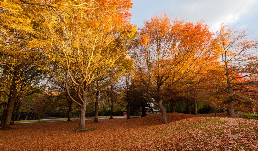 点击大图看下一张：新西兰坎特伯雷大学风景图片