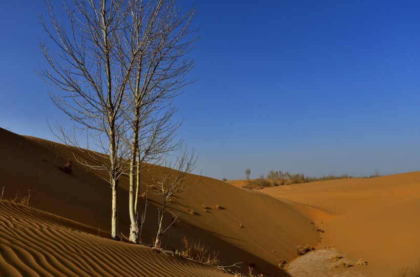 点击大图看下一张：内蒙古鄂尔多斯恩格贝沙漠风景图片