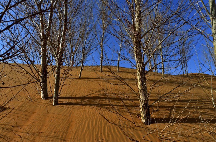 点击大图看下一张：内蒙古鄂尔多斯恩格贝沙漠风景图片