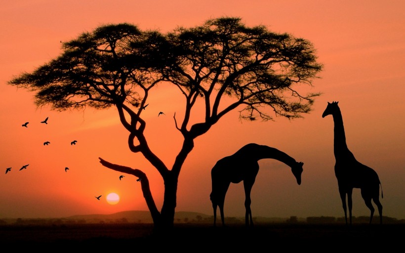 点击大图看下一张：非洲AFRICA风景图片