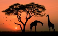 非洲AFRICA风景图片_12张