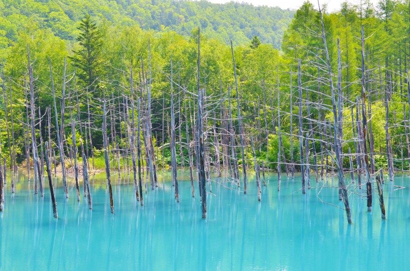 点击大图看下一张：日本北海道富良野风景图片