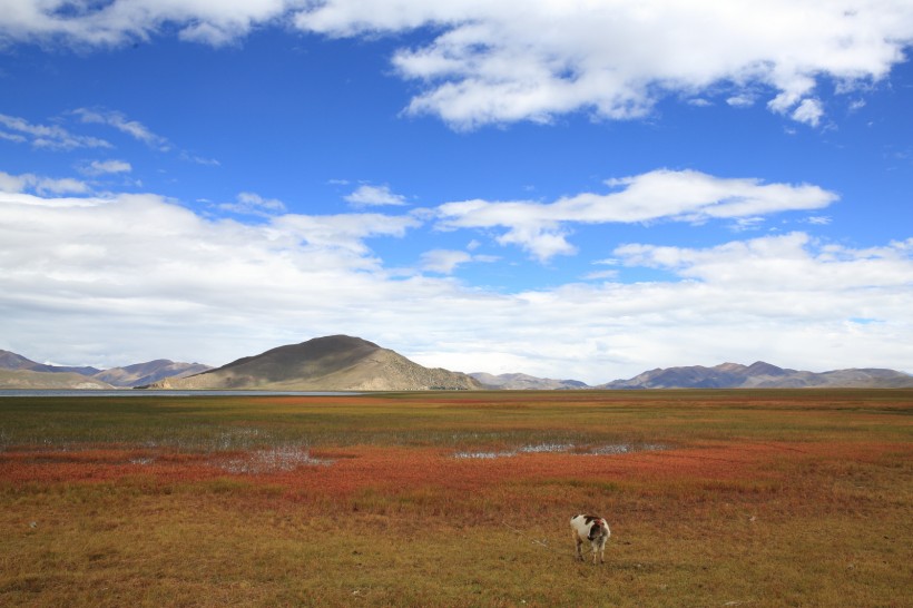 点击大图看下一张：西藏嘎玛沟风景图片