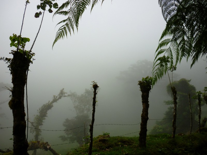 点击大图看下一张：美国哥斯达黎加热带雨林风景图片