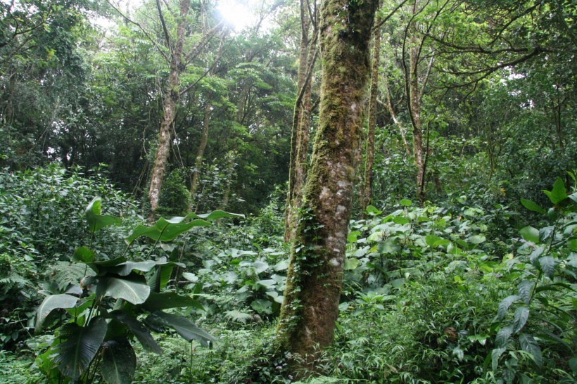 点击大图看下一张：美国哥斯达黎加热带雨林风景图片
