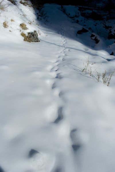 点击大图看下一张：官鹅沟冬景图片