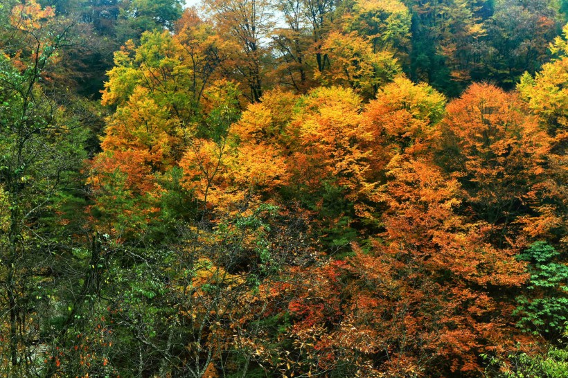 点击大图看下一张：四川光雾山红叶风景图片