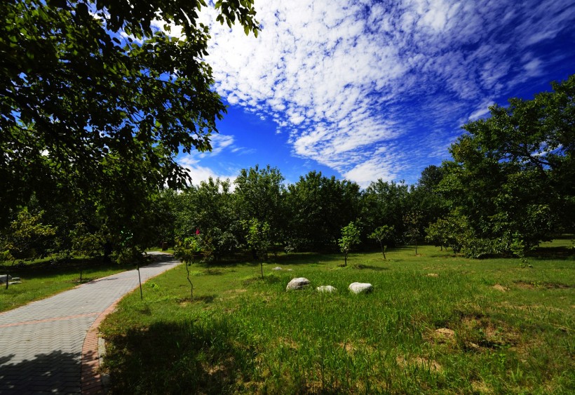 点击大图看下一张：北京大兴古桑森林公园风景图片