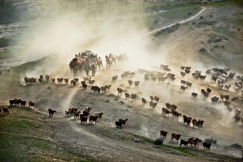 点击大图看下一张：新疆阿勒泰哈萨克牧民夏季大迁徙图片