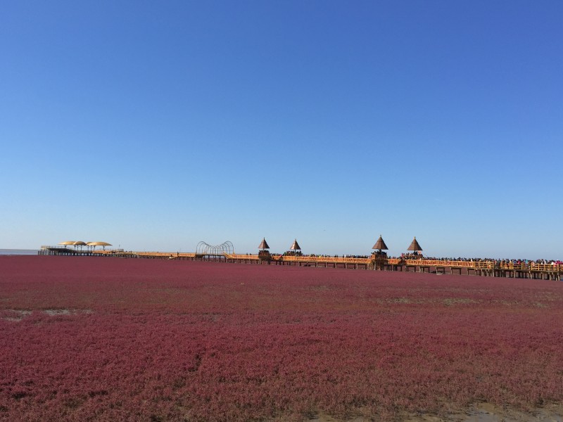 点击大图看下一张：辽宁红海滩风景图片
