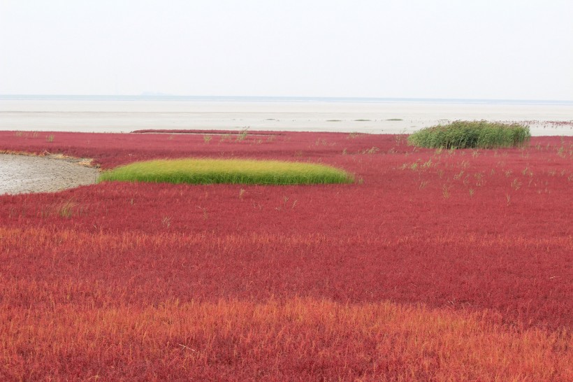 点击大图看下一张：辽宁盘锦红海滩风景图片