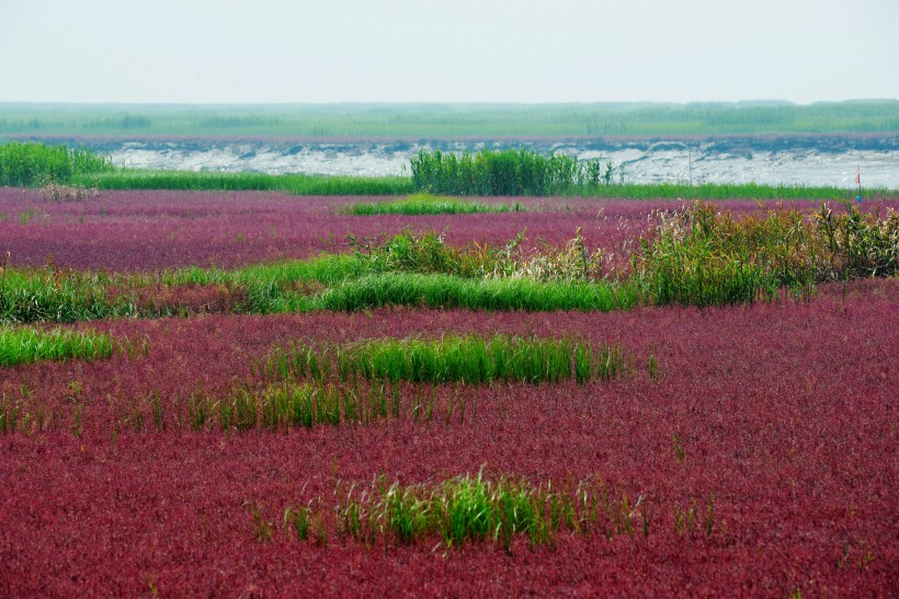 点击大图看下一张：辽宁盘锦红海滩风景图片