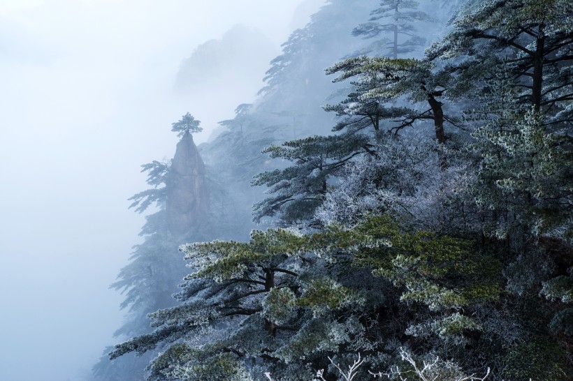 点击大图看下一张：安徽黄山雪景树挂图片
