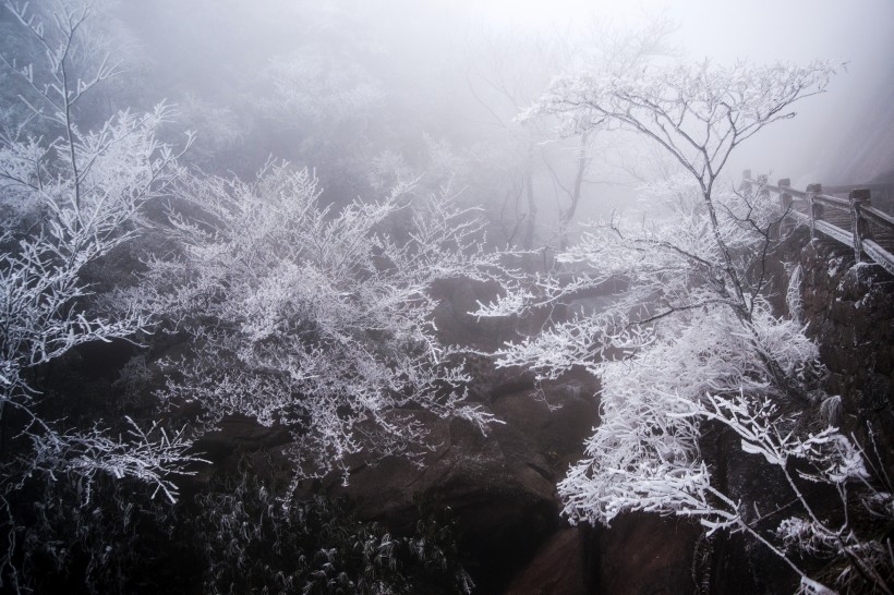 点击大图看下一张：安徽黄山雪景树挂图片