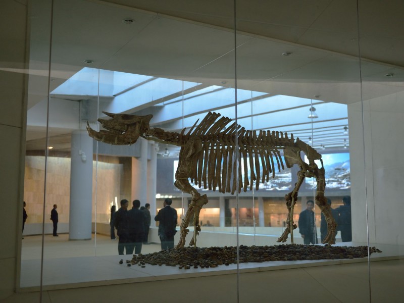点击大图看下一张：甘肃和政古动物化石图片