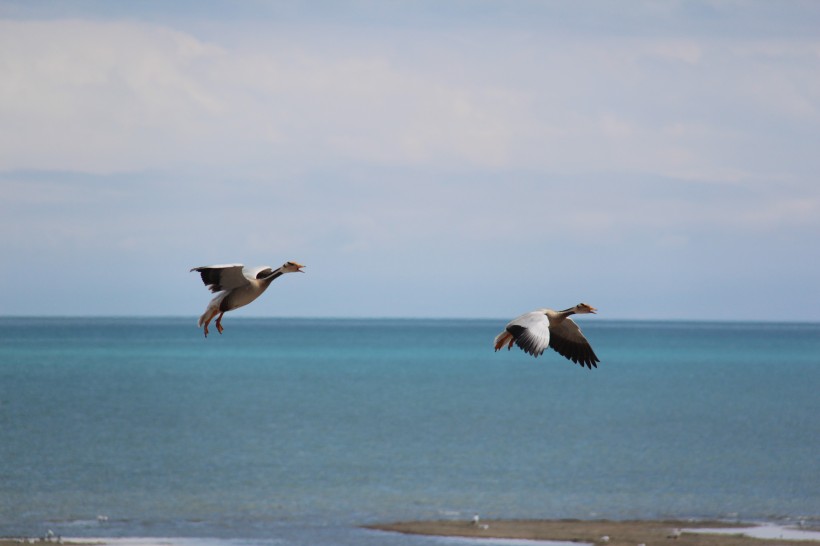 点击大图看下一张：青海湖鸟岛风景图片