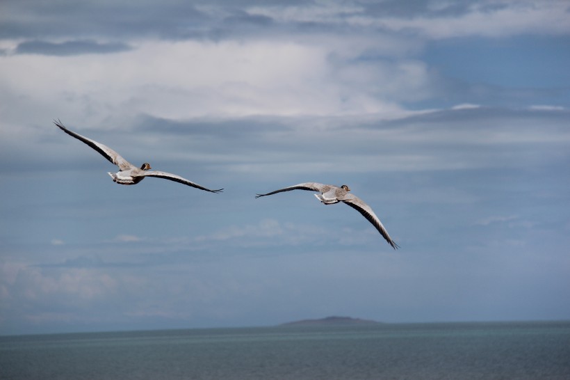 点击大图看下一张：青海湖鸟岛风景图片